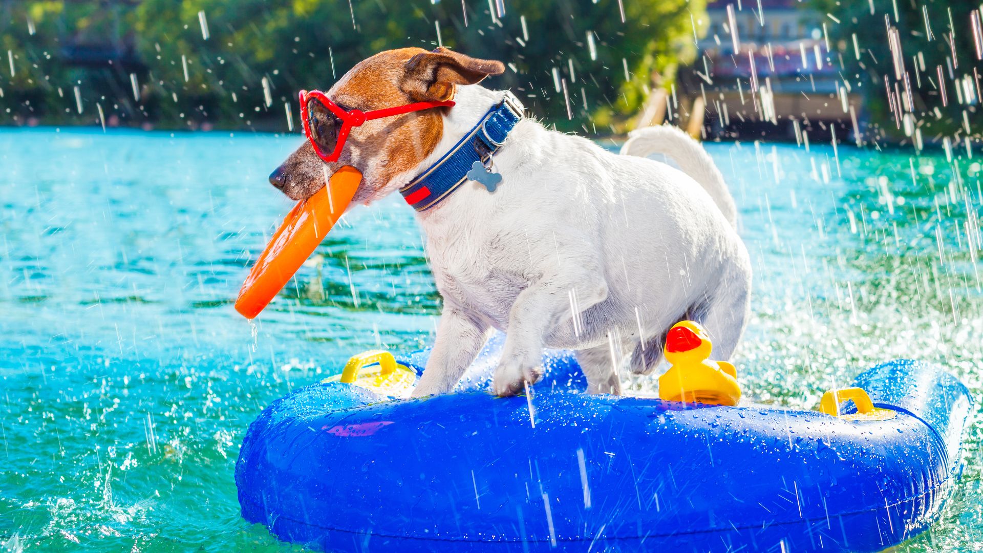 Cuidar A Tu Perro En Verano 10 Consejos Utiles Sr Gato