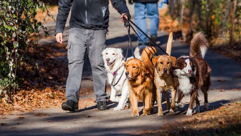 Consejos para enseñar a tu perro a pasear sin tirar de la correa