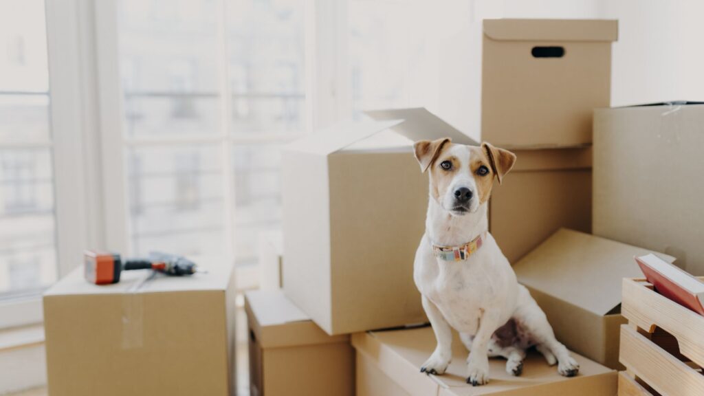 Mascota junto a cajas de mudanza