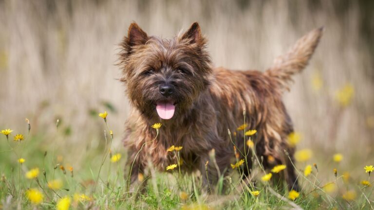 Mejores Nombres para Perros Cafes