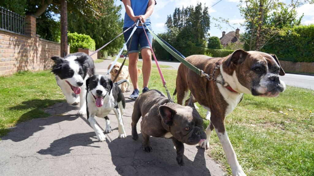 Ideas de Nombres para Perros Machos