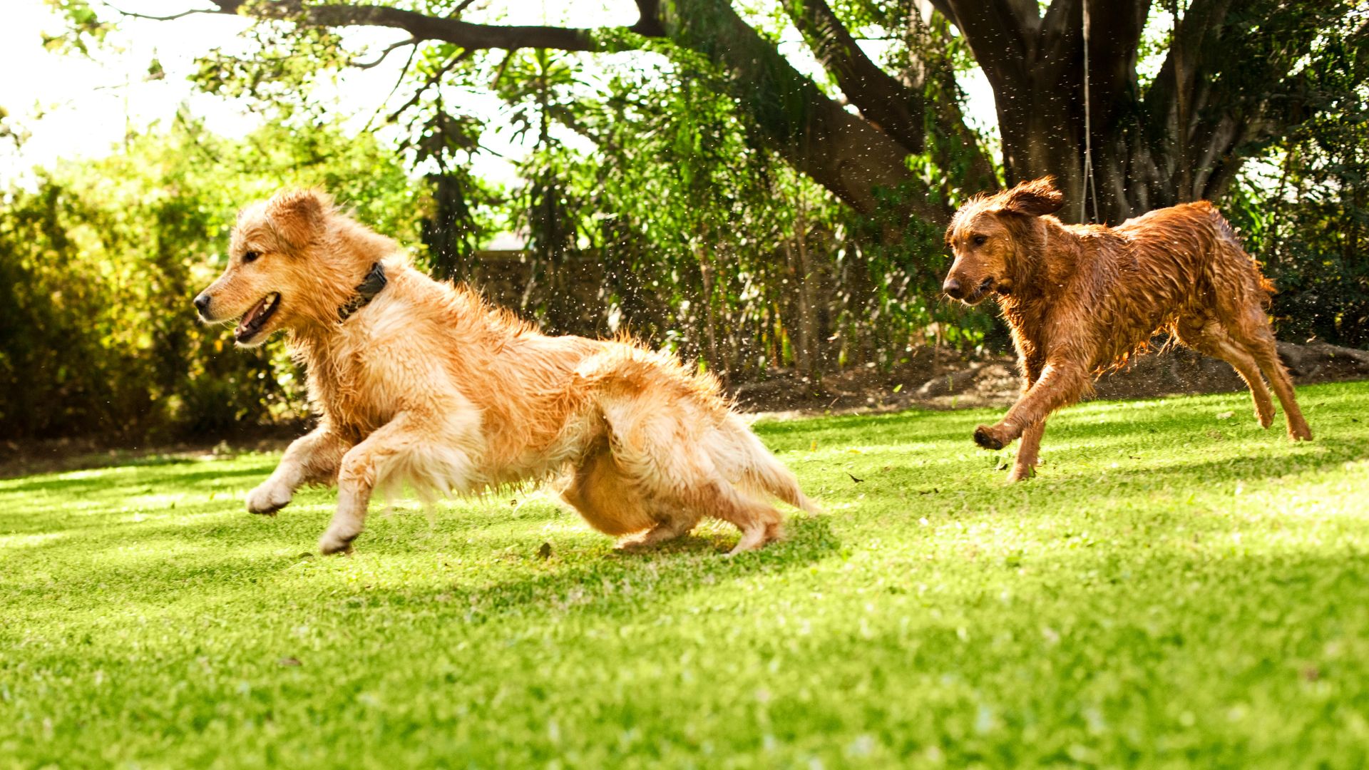 La importancia del ejercicio diario para los perros