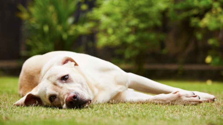 ansiedad por separación en los perros