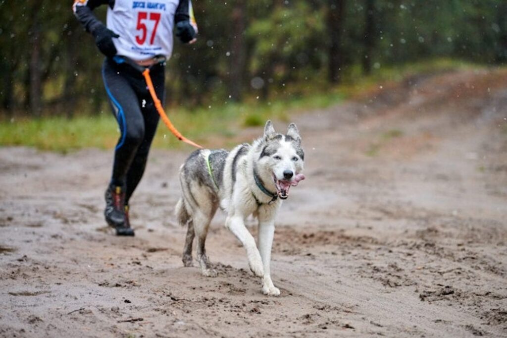 perros para hacer deporte