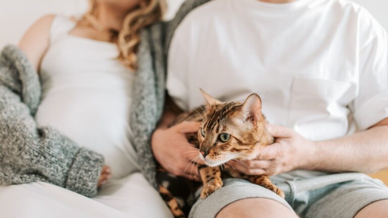 cuidar a tu gato durante el embarazo