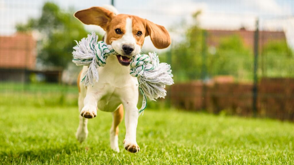 ejercicio diario para los perros