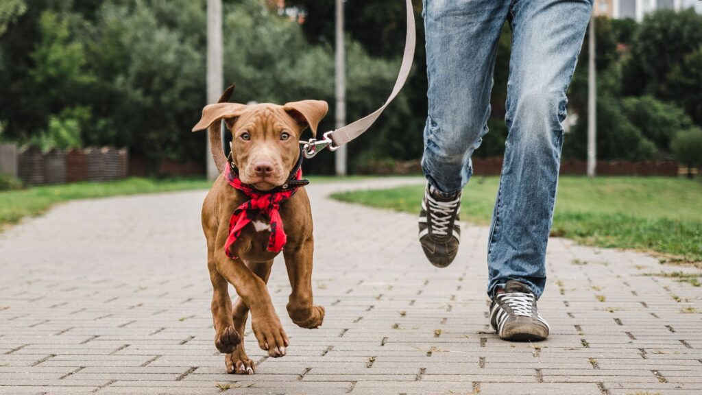 Guía de entrenamiento básico para perros