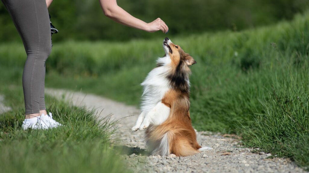 Guía de entrenamiento básico para perros