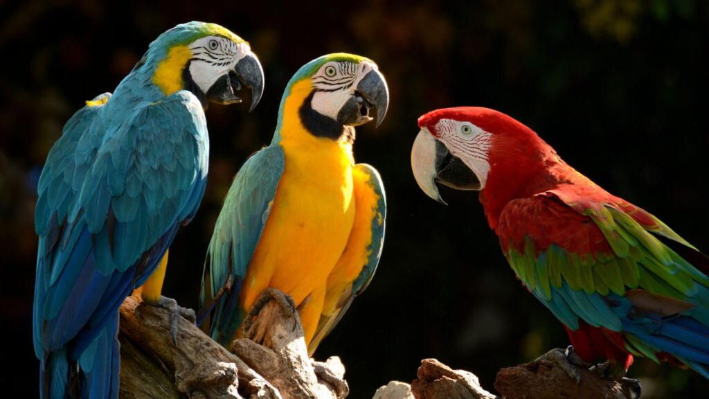 Cómo enseñar a tu loro a hablar y cantar