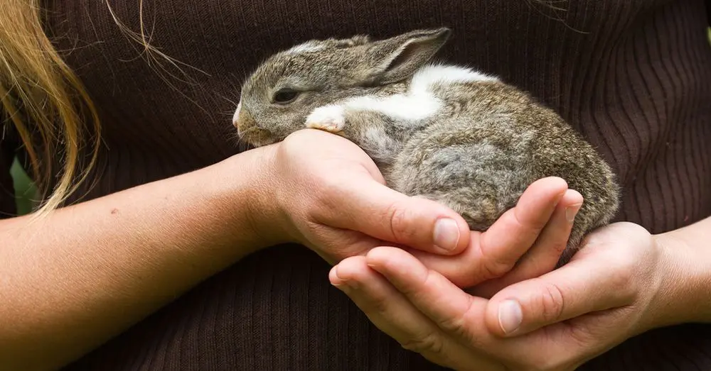 cuidados esenciales para conejos