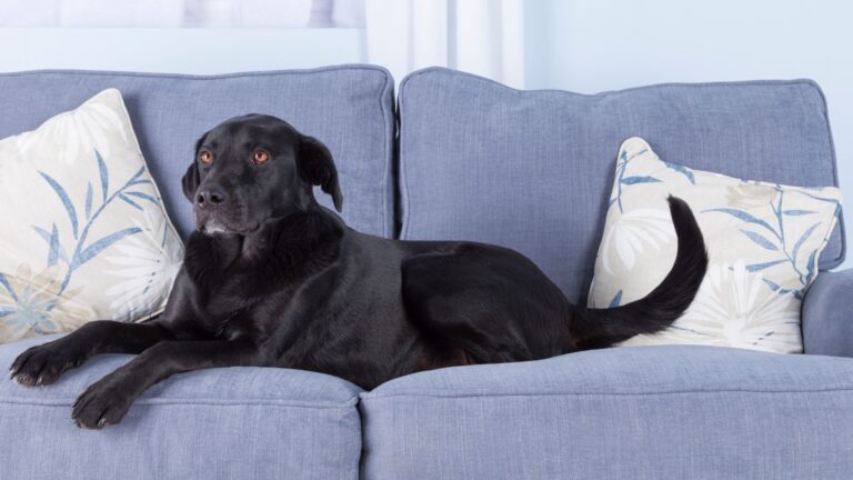 nombres para perros negros