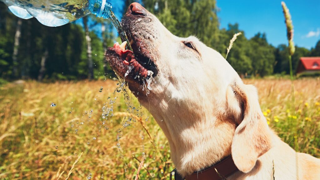 perro en verano cuidar a tu perro en verano