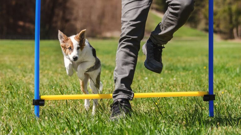 Las mejores razas de perros para hacer deporte