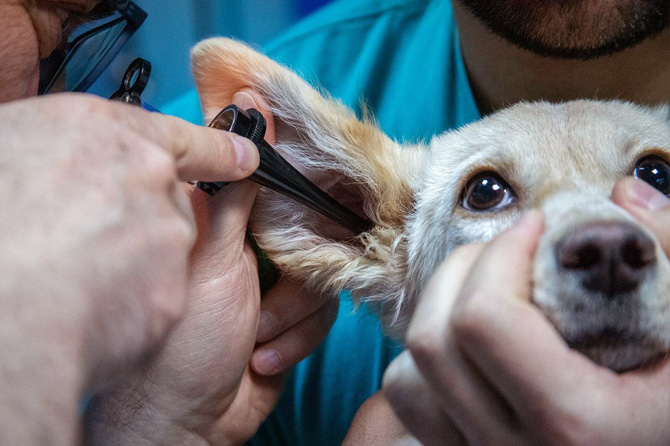 infecciones de oído en perros