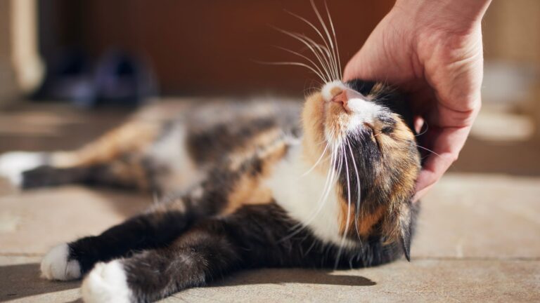 terapia con gatos para reducir el estrés