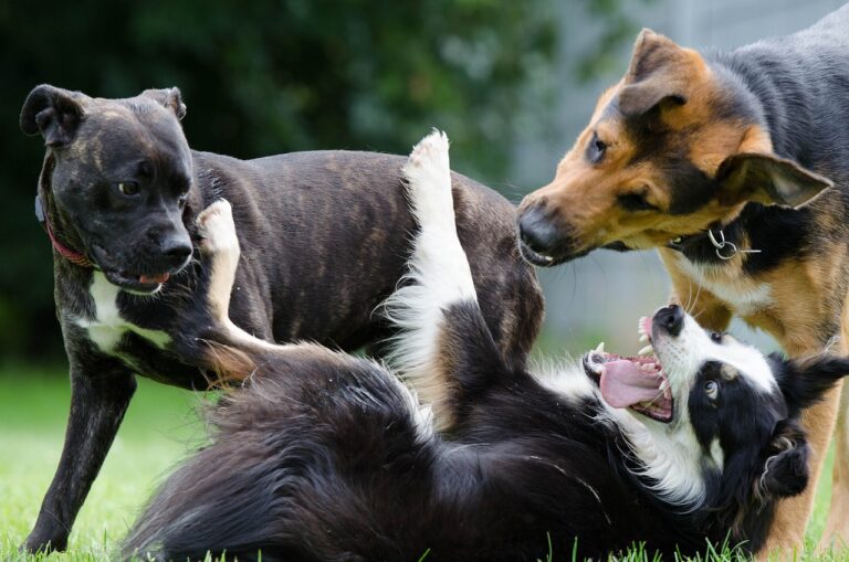 perros de raza grande