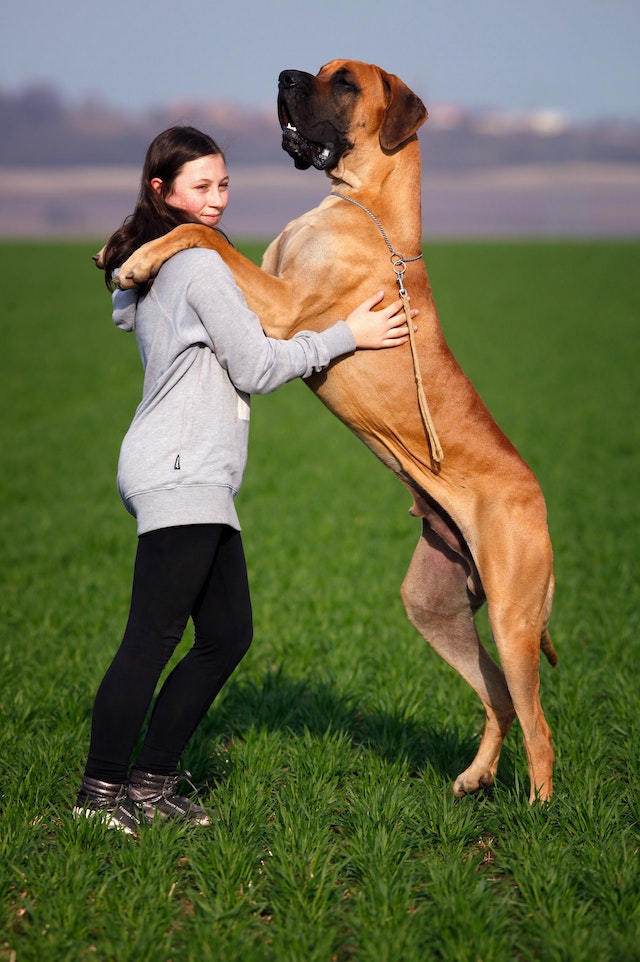 perros de raza grande