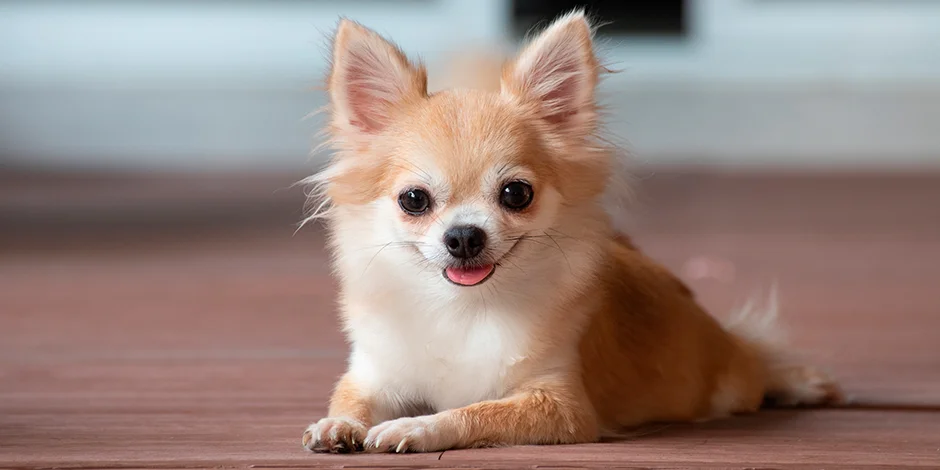 perros pequeños