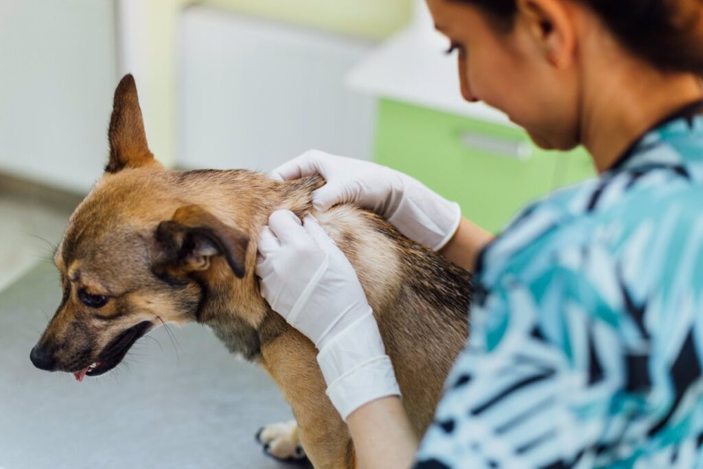 salud preventiva animal