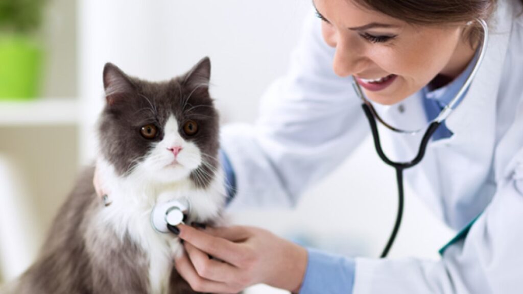 visitas al veterinario