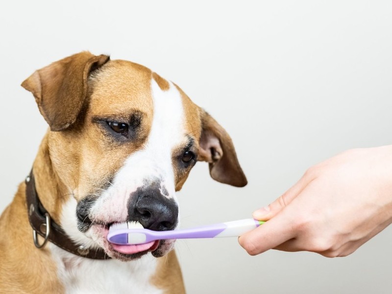 cuidado dental
