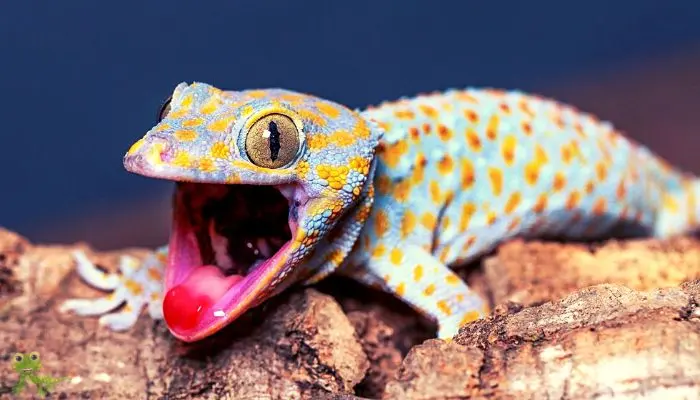 geckos