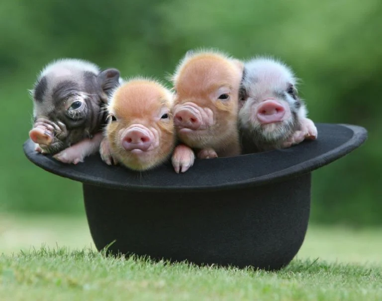 Mini Pigs