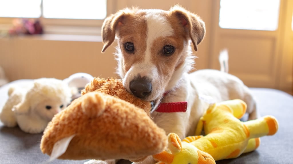 Juguetes para perros