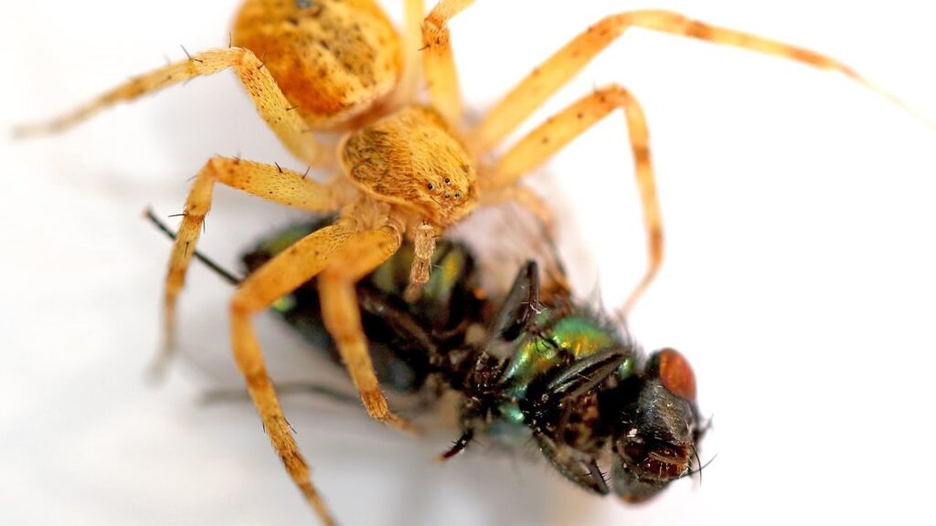 alimentar a una araña