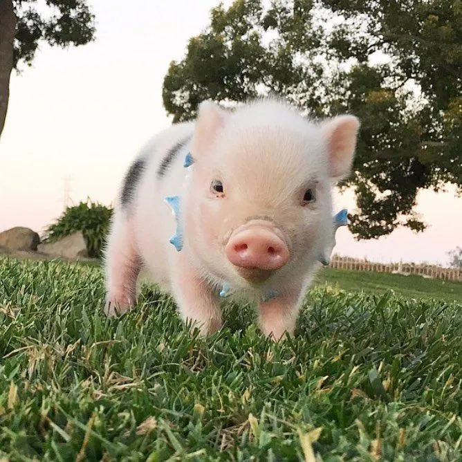 alimentación de los mini pigs