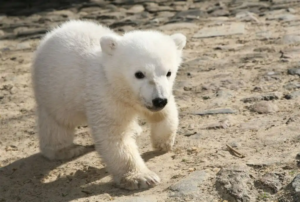 Knut, el oso polar de Berlín