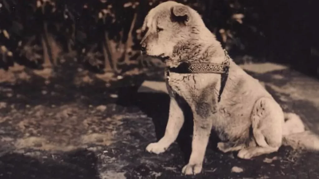 hachiko