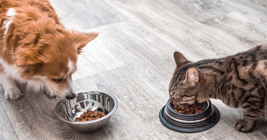 alimentación de las mascotas