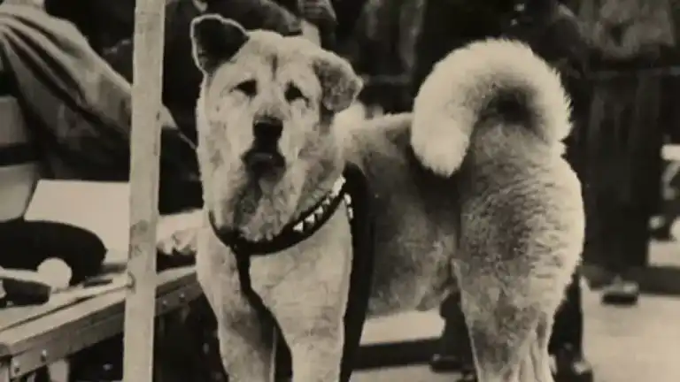 Hachiko, el perro leal de Japón