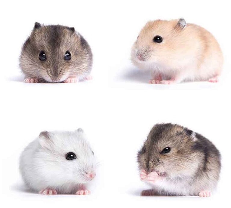 Razas de Hamsters