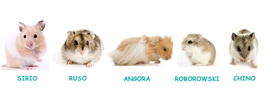 razas de hamsters