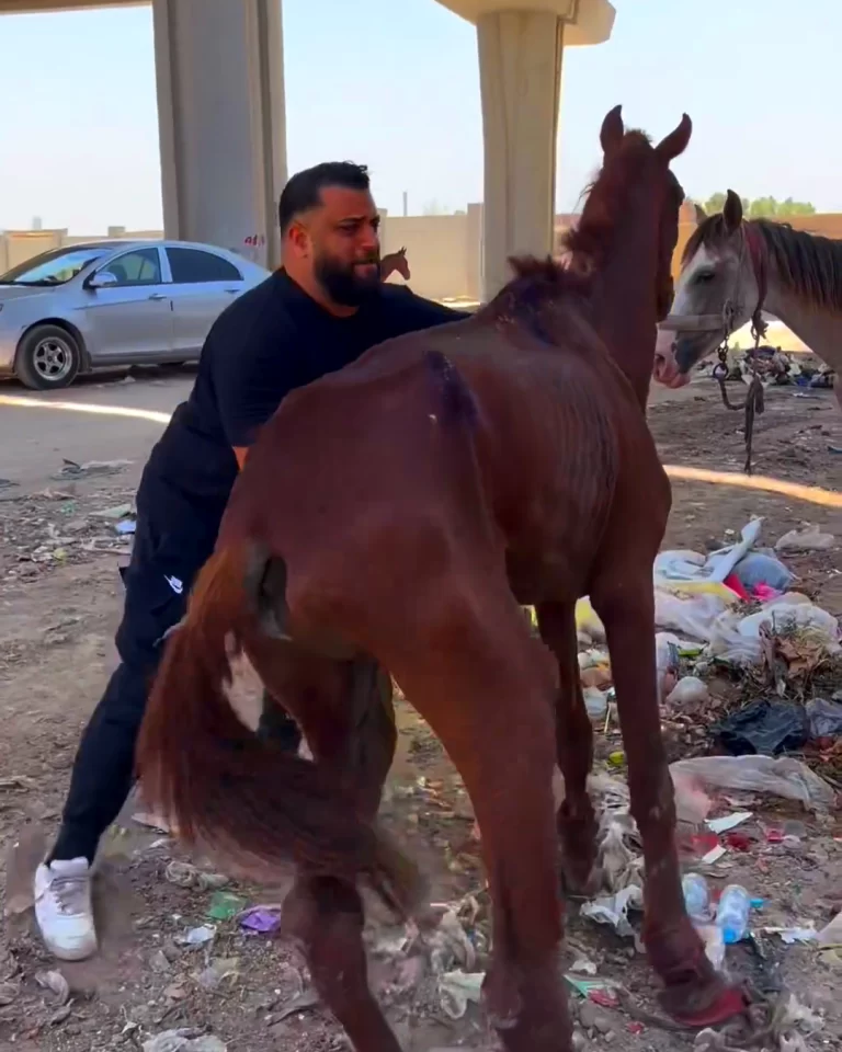 rescate de caballo